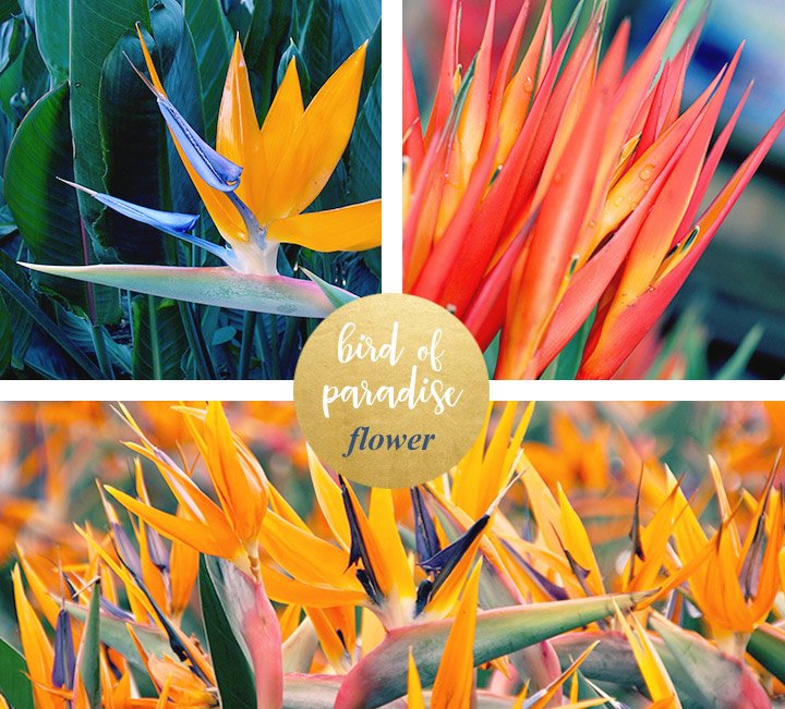 flower-meanings-birdofparadise1